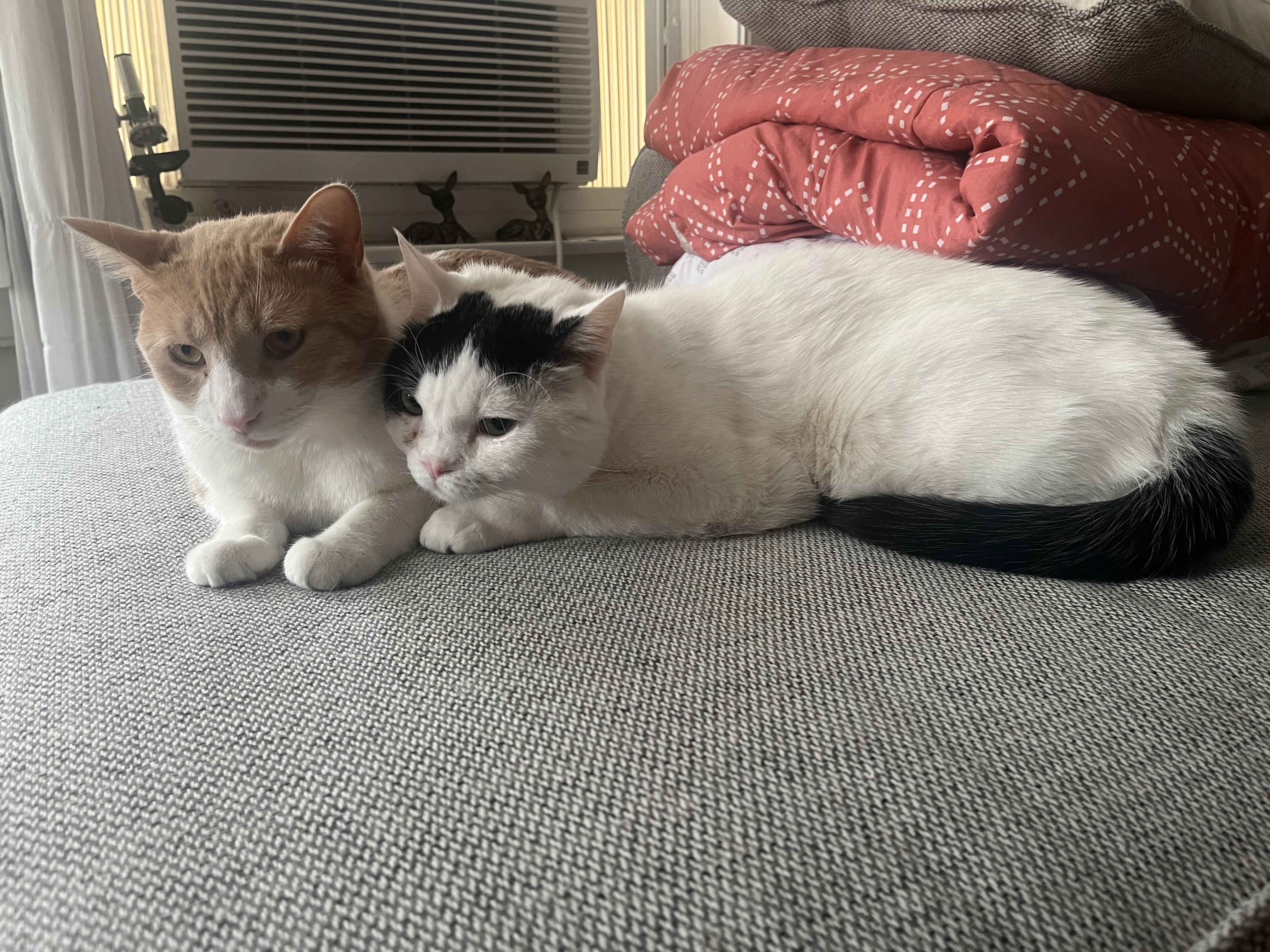 Enlarge Sweetums (& Tootles), a Adoptable Domestic Short Hair in Chicago, IL image 5/5