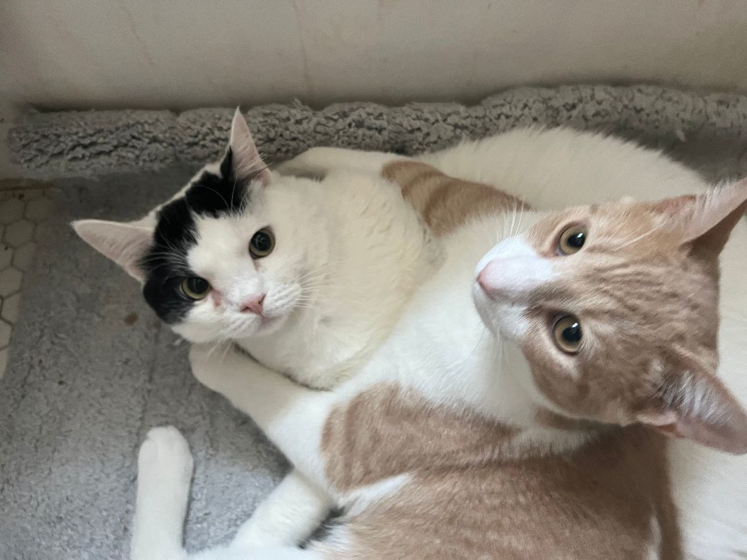 Enlarge Sweetums (& Tootles), a Adoptable Domestic Short Hair in Chicago, IL image 1/5