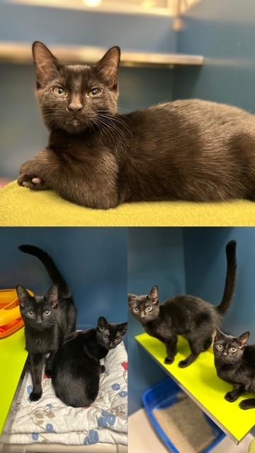 WALLY, Adoptable, Kitten Male Domestic Short Hair.