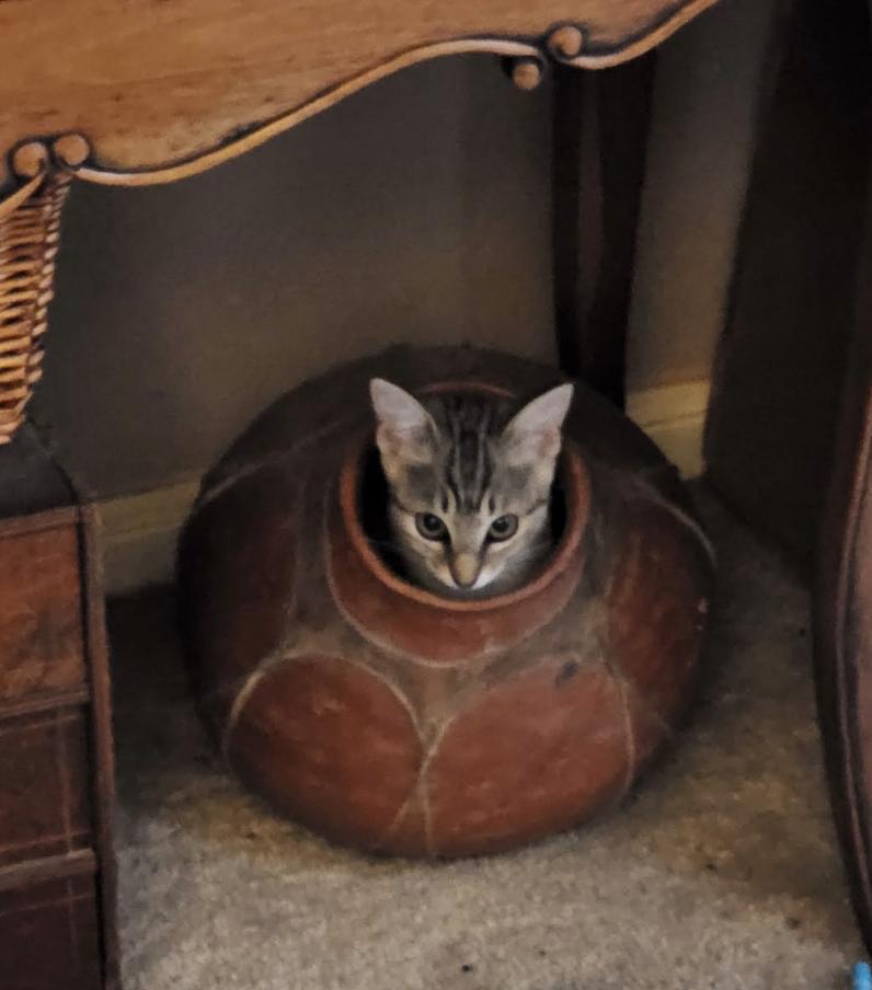 Enlarge Momo - Friend of Sushi, a Adoptable Dilute Tortoiseshell in Houston, TX image 2/3