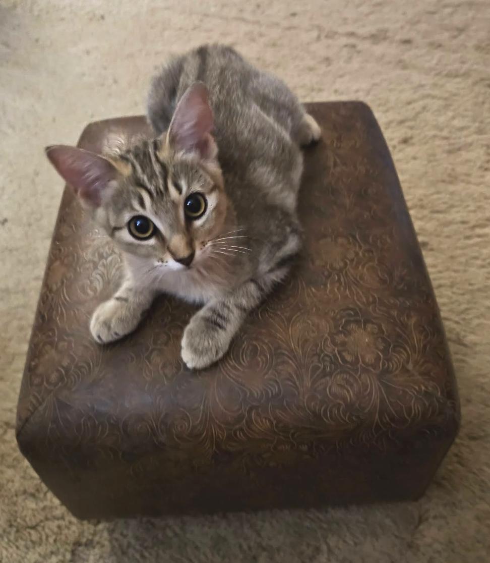 Enlarge Momo - Friend of Sushi, a Adoptable Dilute Tortoiseshell in Houston, TX image 1/3