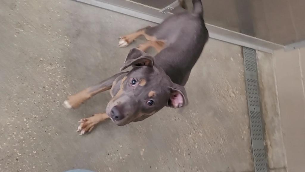 Biscuit, a Adoptable Pit Bull Terrier in Huntsville, TX image 1/2