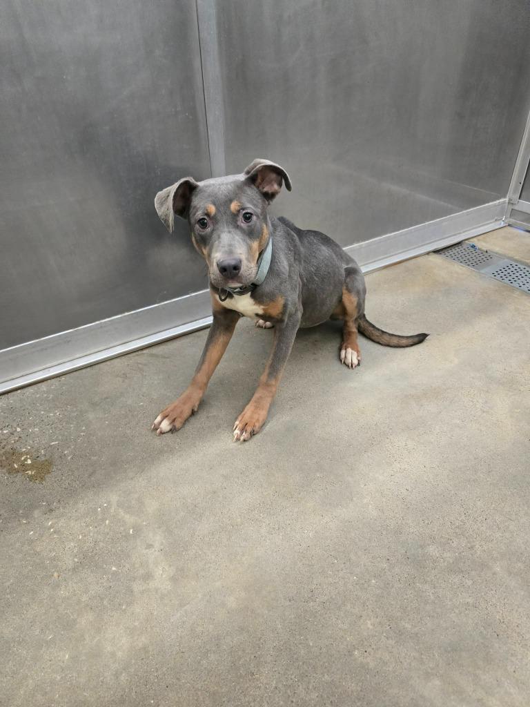 Biscuit, a Adoptable Pit Bull Terrier in Huntsville, TX image 2/2