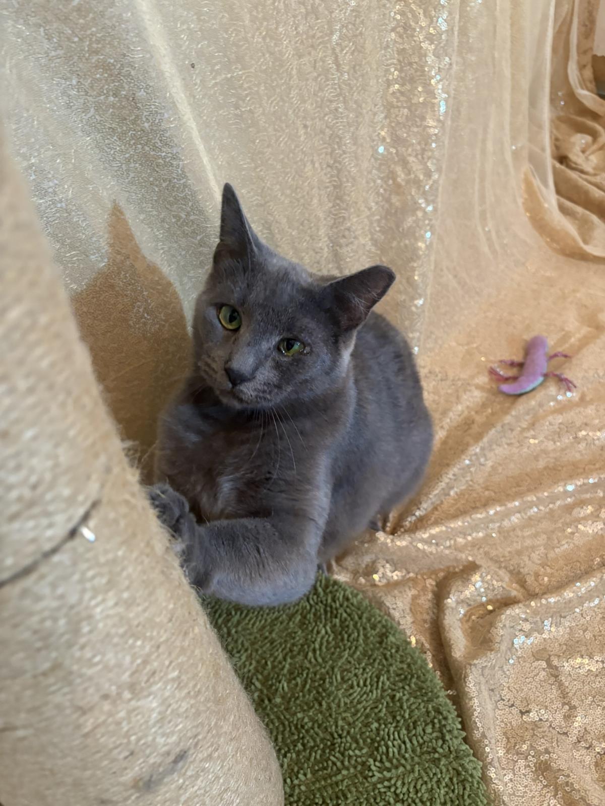 Enlarge Helena Ravenclaw, a Adoptable mixed breed in Chandler, AZ image 1/3