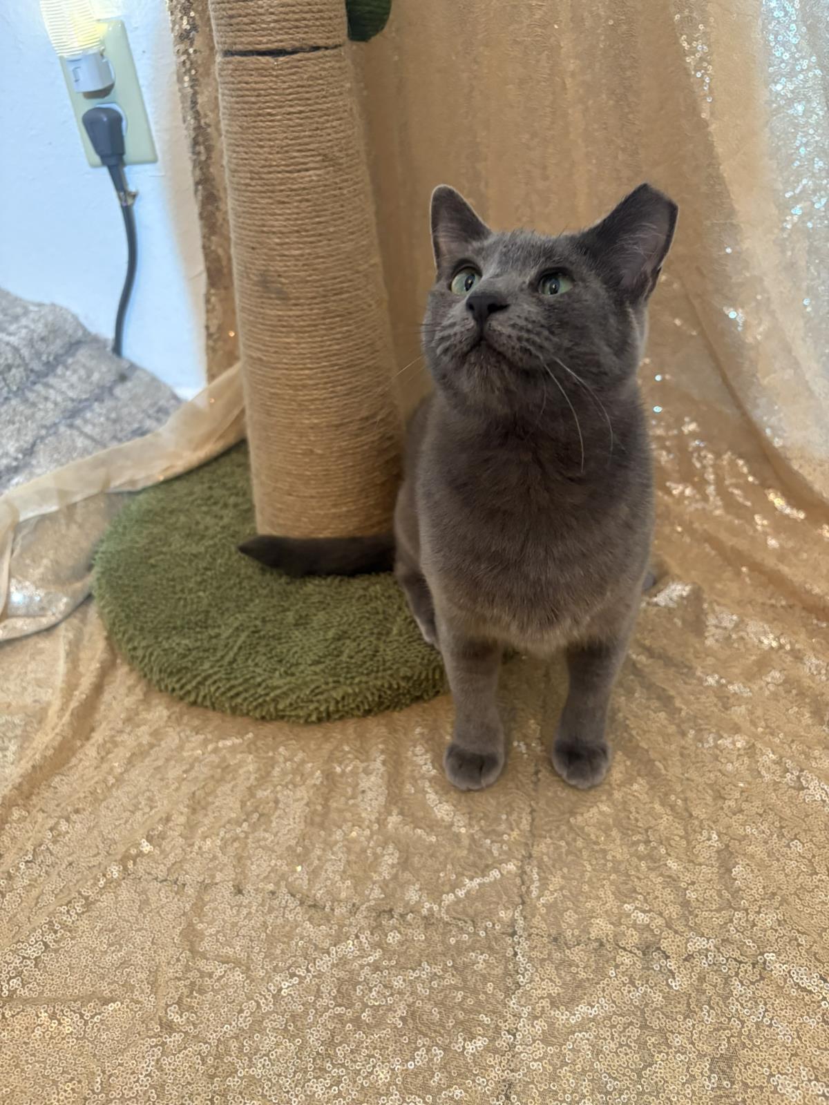 Enlarge Helena Ravenclaw, a Adoptable mixed breed in Chandler, AZ image 2/3