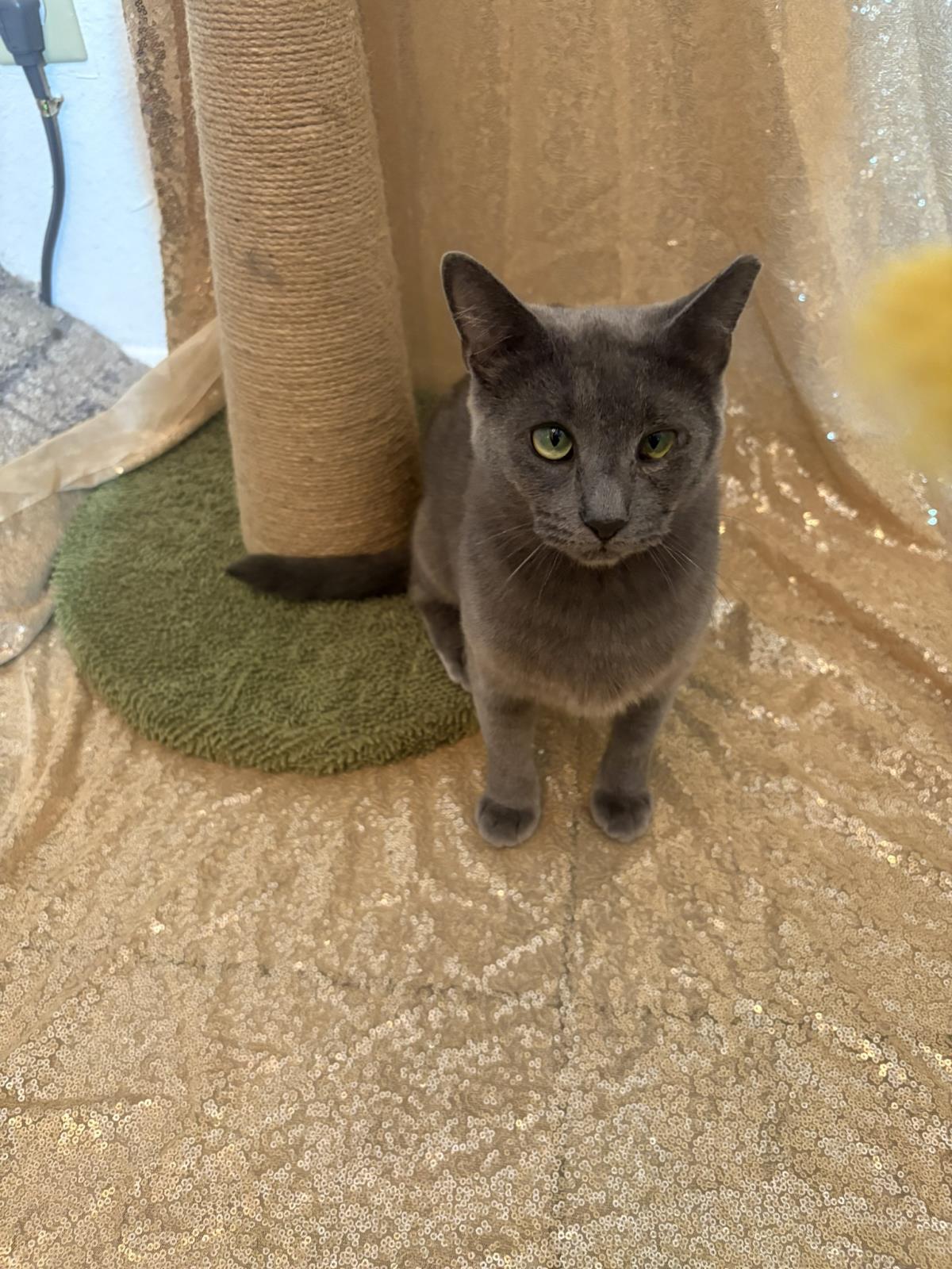 Enlarge Helena Ravenclaw, a Adoptable mixed breed in Chandler, AZ image 3/3