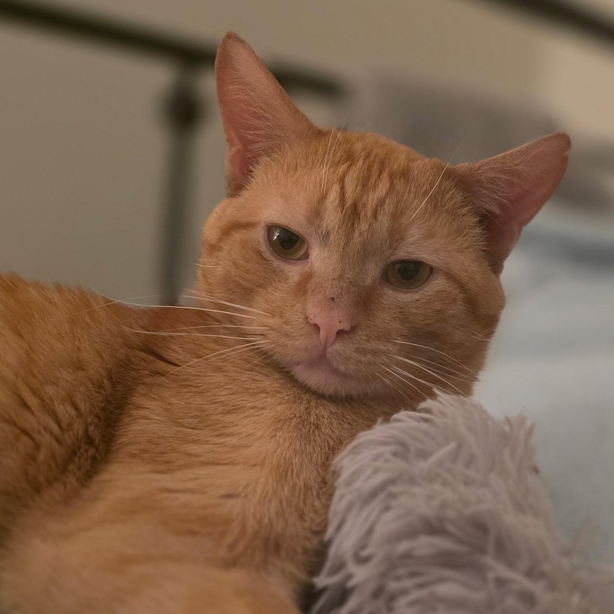 Enlarge Knox, a ADOPTABLE Domestic Short Hair in Huntington, MA image 2/3