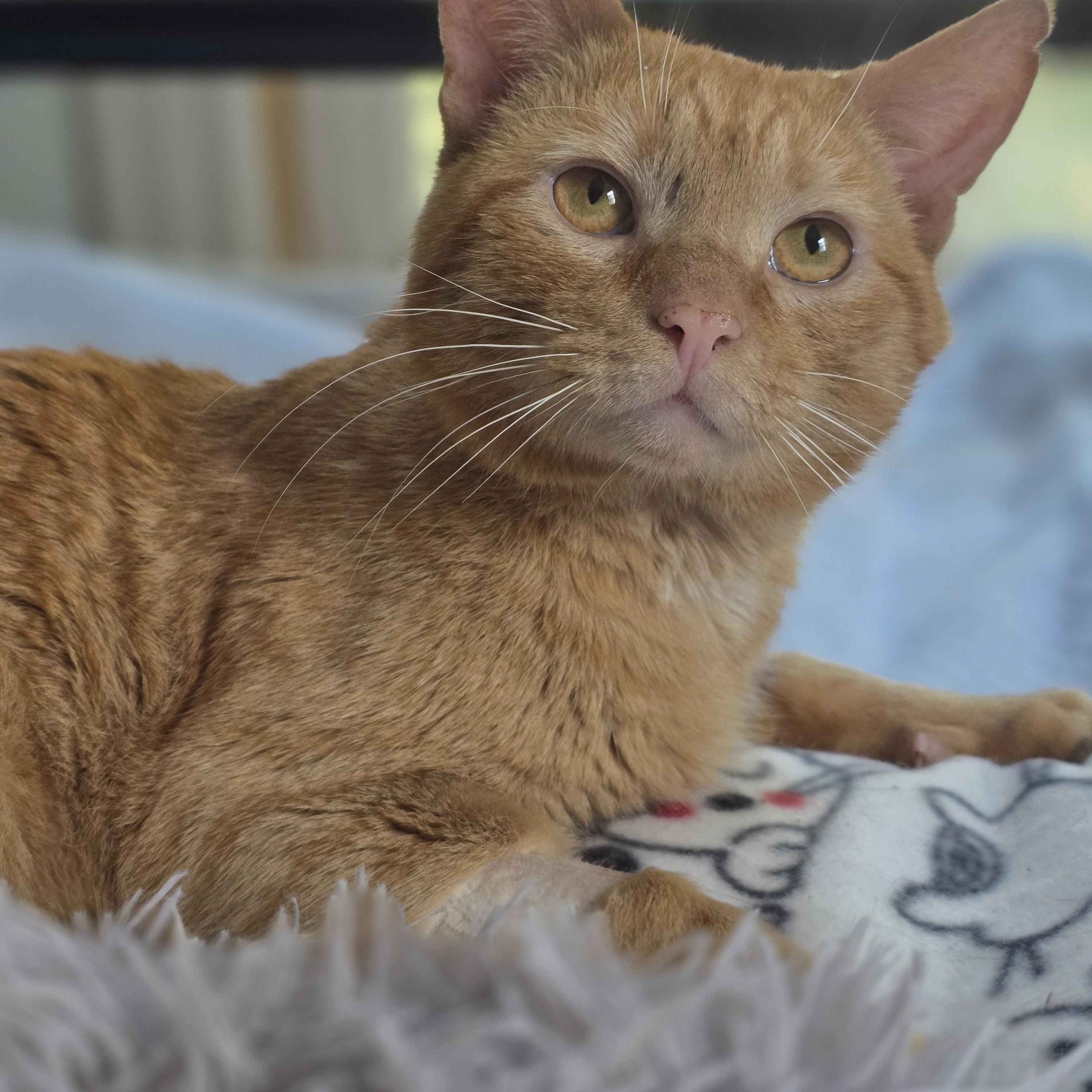 Enlarge Knox, a ADOPTABLE Domestic Short Hair in Huntington, MA image 1/3