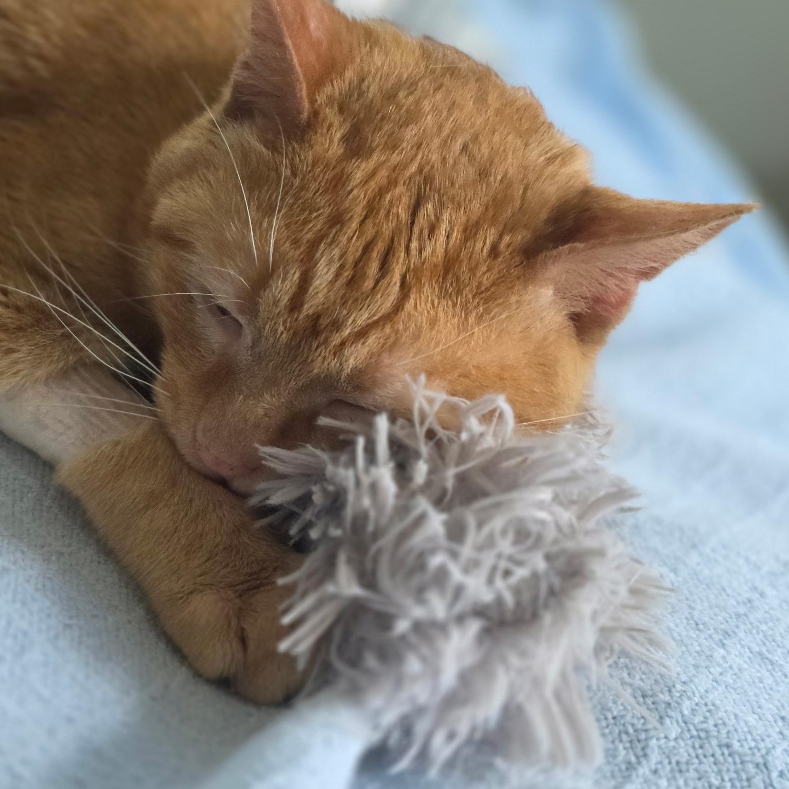 Enlarge Knox, a ADOPTABLE Domestic Short Hair in Huntington, MA image 3/3