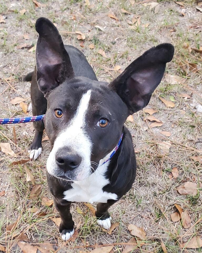 Enlarge Walter, a Adoptable mixed breed in Ridgeland, SC image 1/1