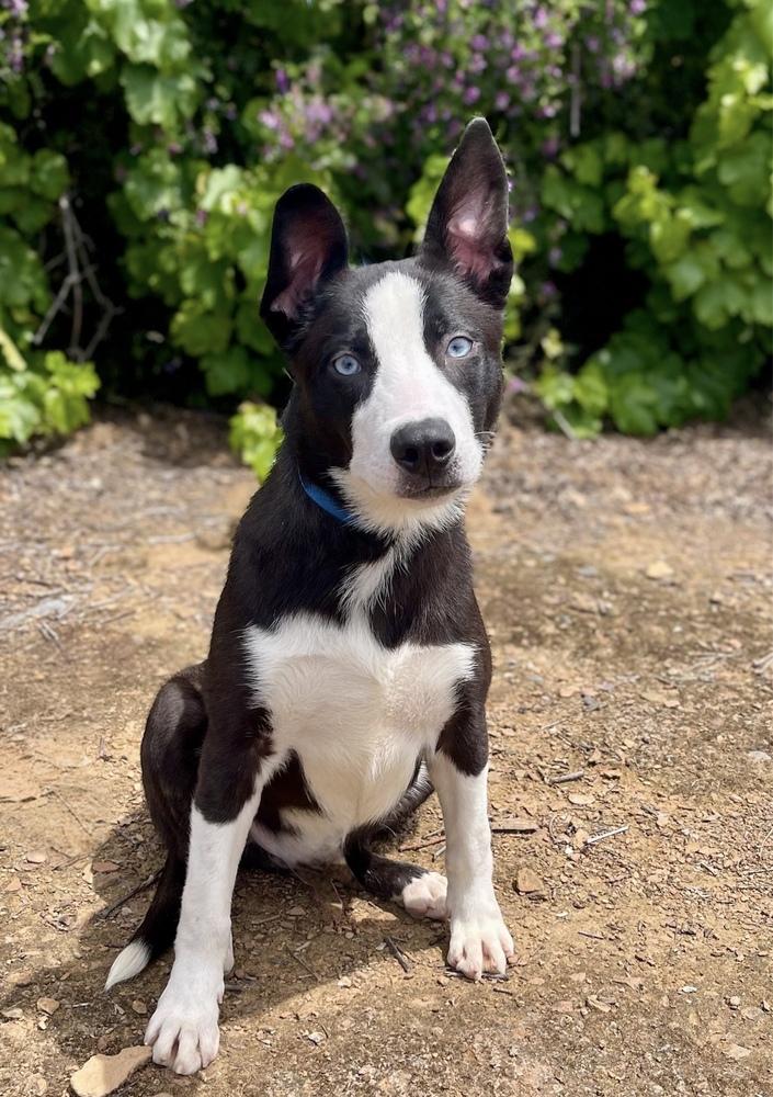 Enlarge Cruise, a Adoptable mixed breed in Jamestown, CA image 1/3