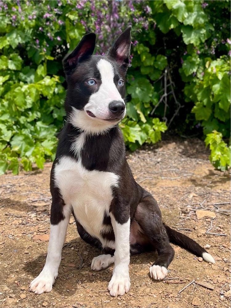 Enlarge Cruise, a Adoptable mixed breed in Jamestown, CA image 2/3