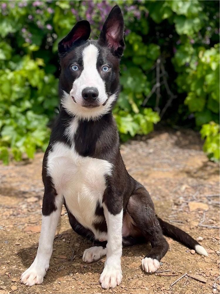 Enlarge Cruise, a Adoptable mixed breed in Jamestown, CA image 3/3