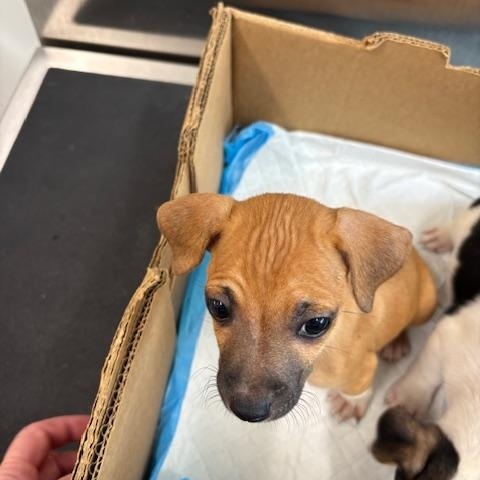 Spade (The Deck Litter)