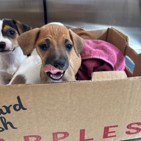 Spade (The Deck Litter) — thumbnail 3