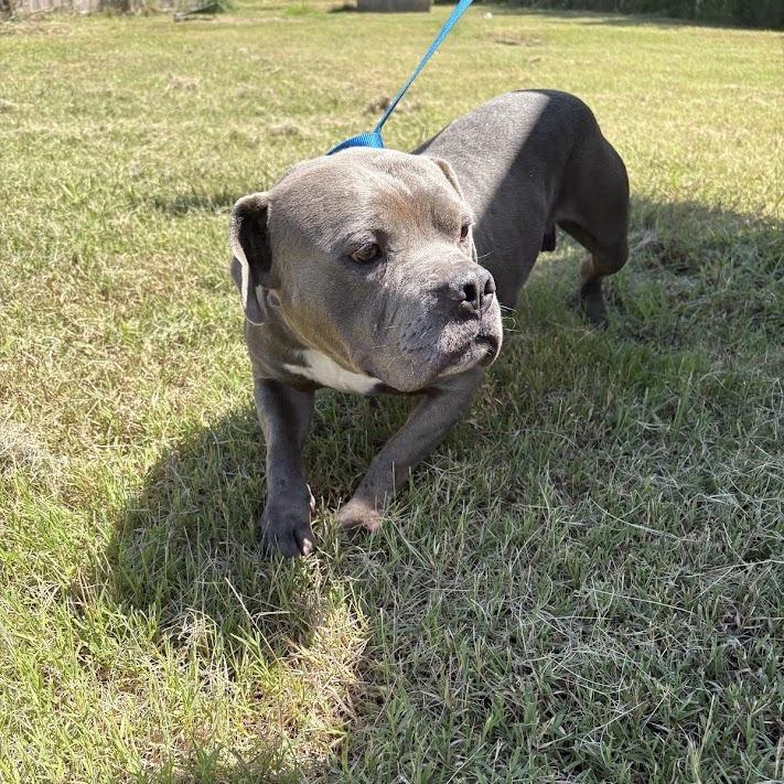 Big Blue, Adoptable, Adult Male Mixed Breed.