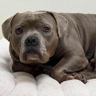 Enlarge Big Blue, a Adoptable Mixed Breed in North Charleston, SC image 2/6