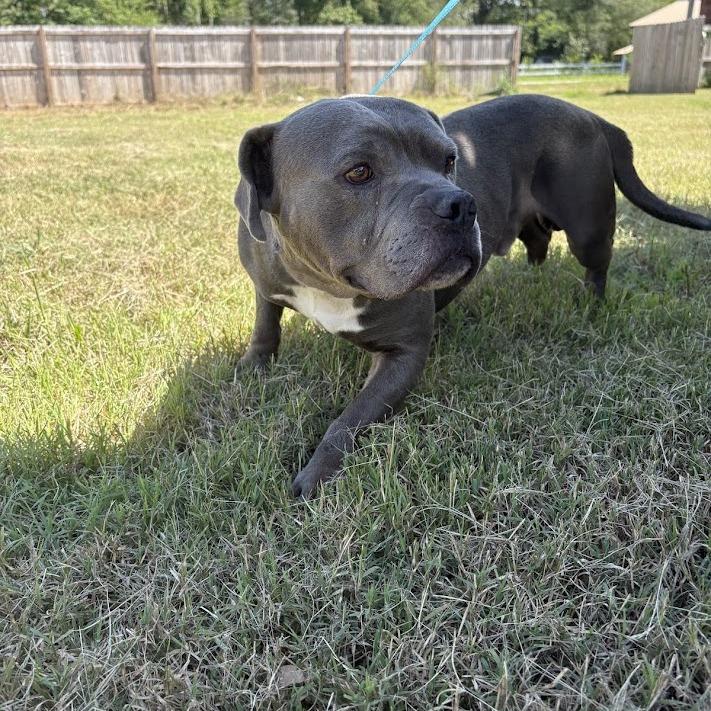 Enlarge Big Blue, a Adoptable Mixed Breed in North Charleston, SC image 3/6