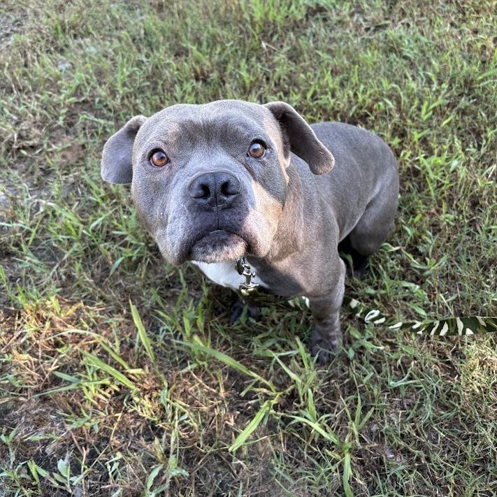Enlarge Big Blue, a Adoptable Mixed Breed in North Charleston, SC image 4/6