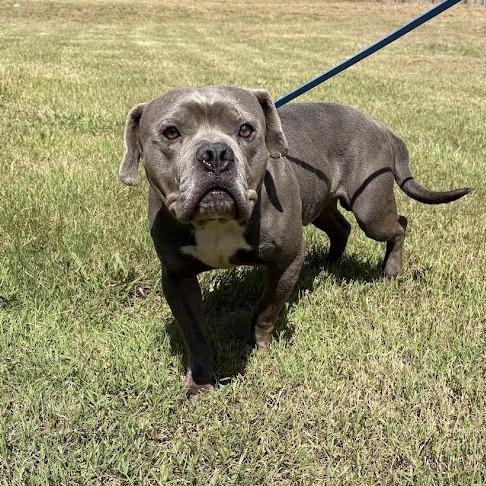 Enlarge Big Blue, a Adoptable Mixed Breed in North Charleston, SC image 5/6