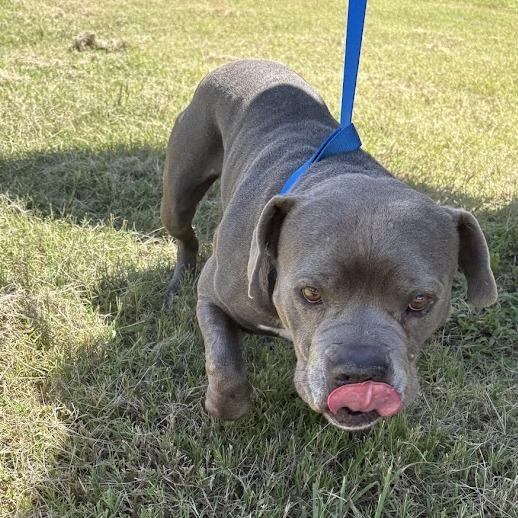 Enlarge Big Blue, a Adoptable Mixed Breed in North Charleston, SC image 6/6