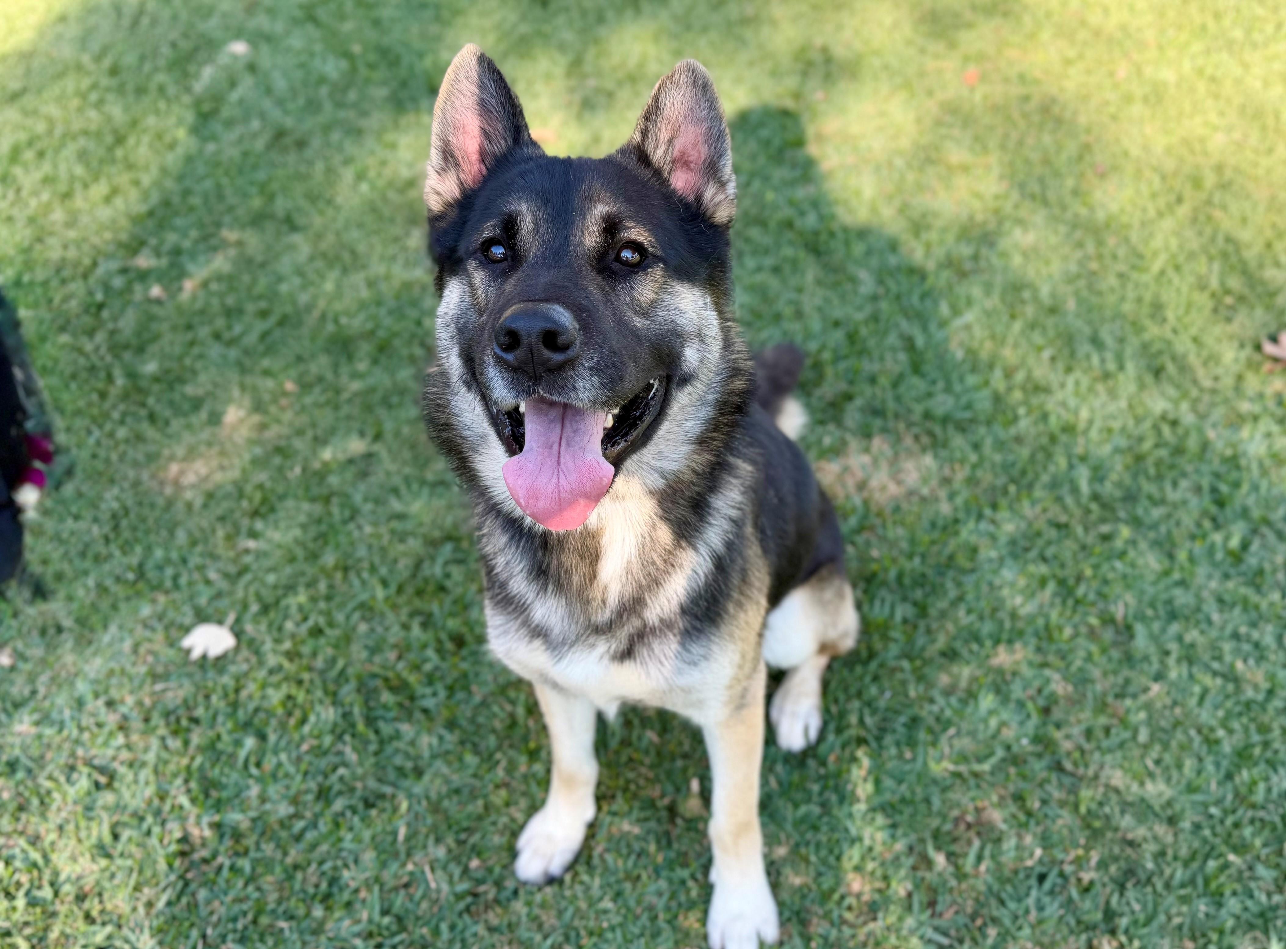 William, ADOPTABLE, Adult Male German Shepherd Dog.