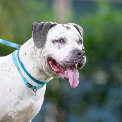 Rosie, Adoptable, Senior Female Pit Bull Terrier & Mixed Breed.