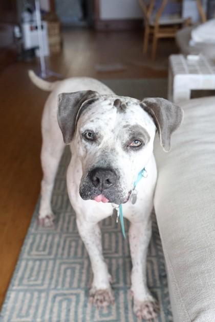 Rosie, Adoptable, Senior Female Pit Bull Terrier & Mixed Breed.