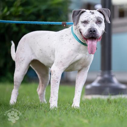 Enlarge Rosie, a Adoptable mixed breed in Honolulu, HI image 2/3