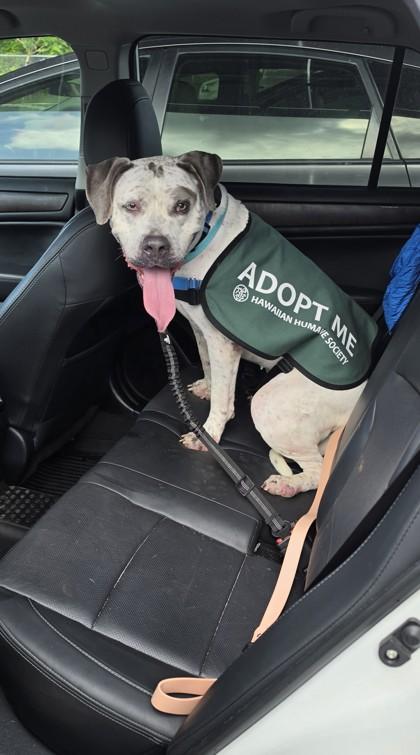 Enlarge Rosie, a Adoptable mixed breed in Honolulu, HI image 2/3