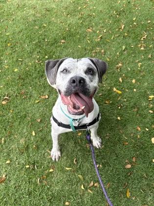 Enlarge Rosie, a Adoptable mixed breed in Honolulu, HI image 3/3