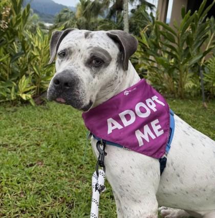 Enlarge Rosie, a Adoptable mixed breed in Honolulu, HI image 3/3
