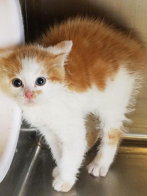 Enlarge Pinkerton, a Adopted mixed breed in Havre, MT image 1/1