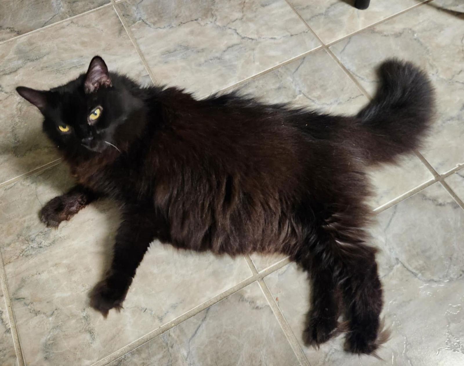 Jinx, adopted, Senior Male Domestic Long Hair.