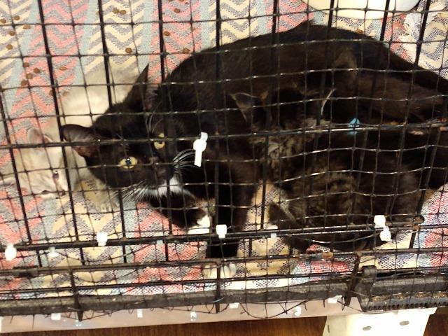 Posey, Adoptable, Senior Female Domestic Short Hair.