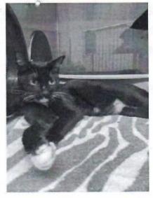 Enlarge Posey, a Adoptable mixed breed in Pittsboro, NC image 2/2