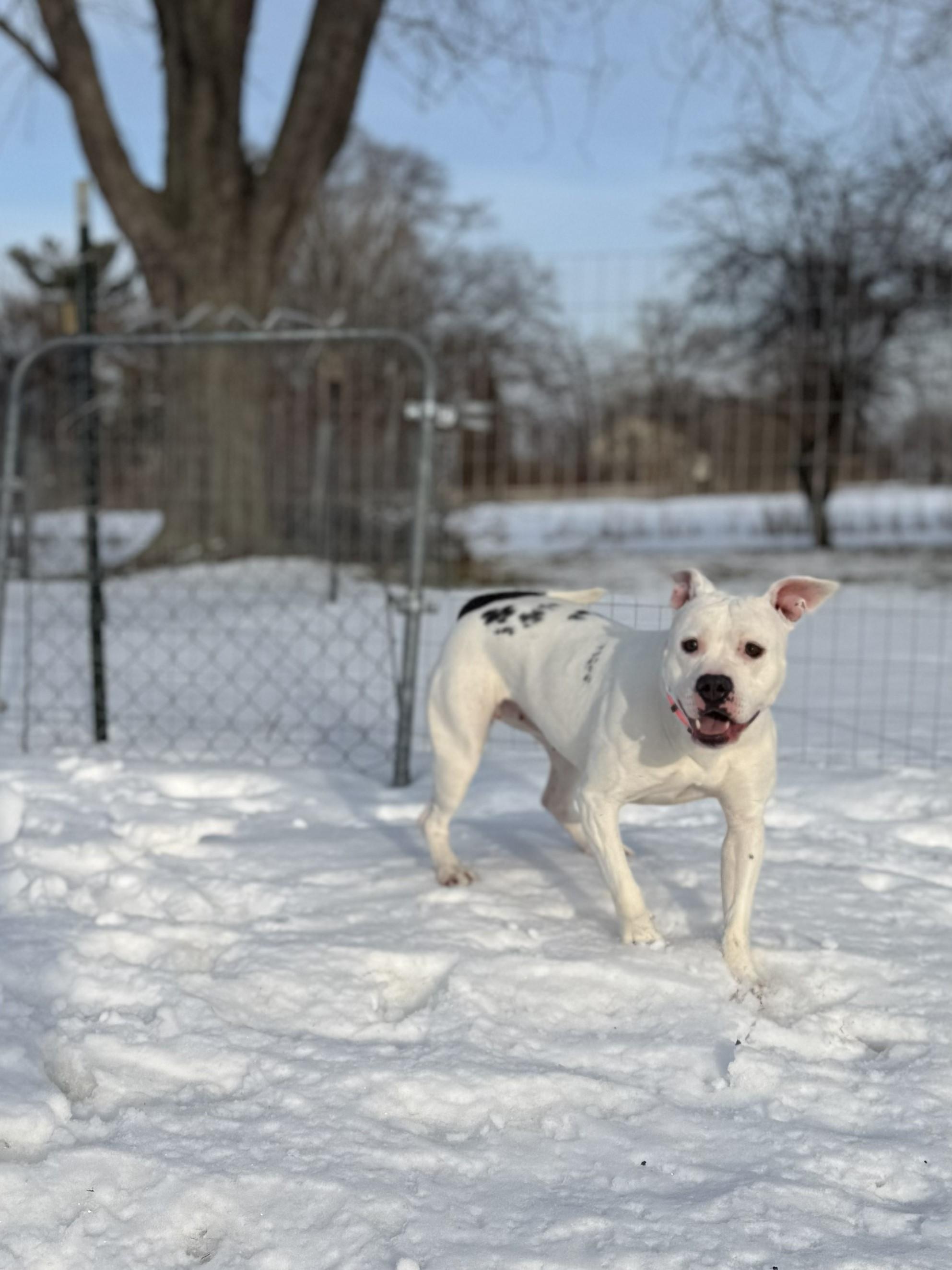 Enlarge BB, a Adoptable mixed breed in Hilton, NY image 6/6