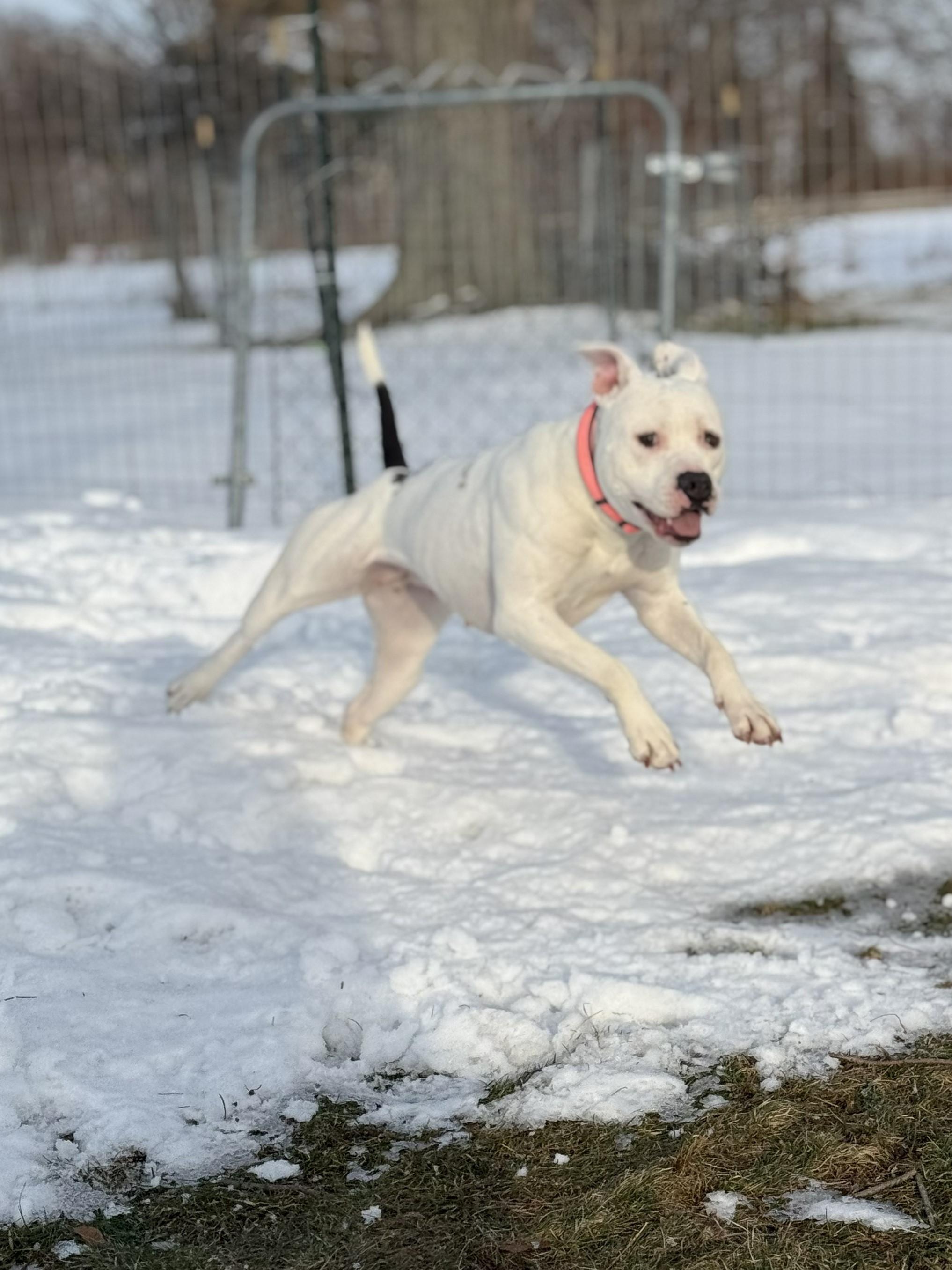 Enlarge BB, a Adoptable mixed breed in Hilton, NY image 4/6