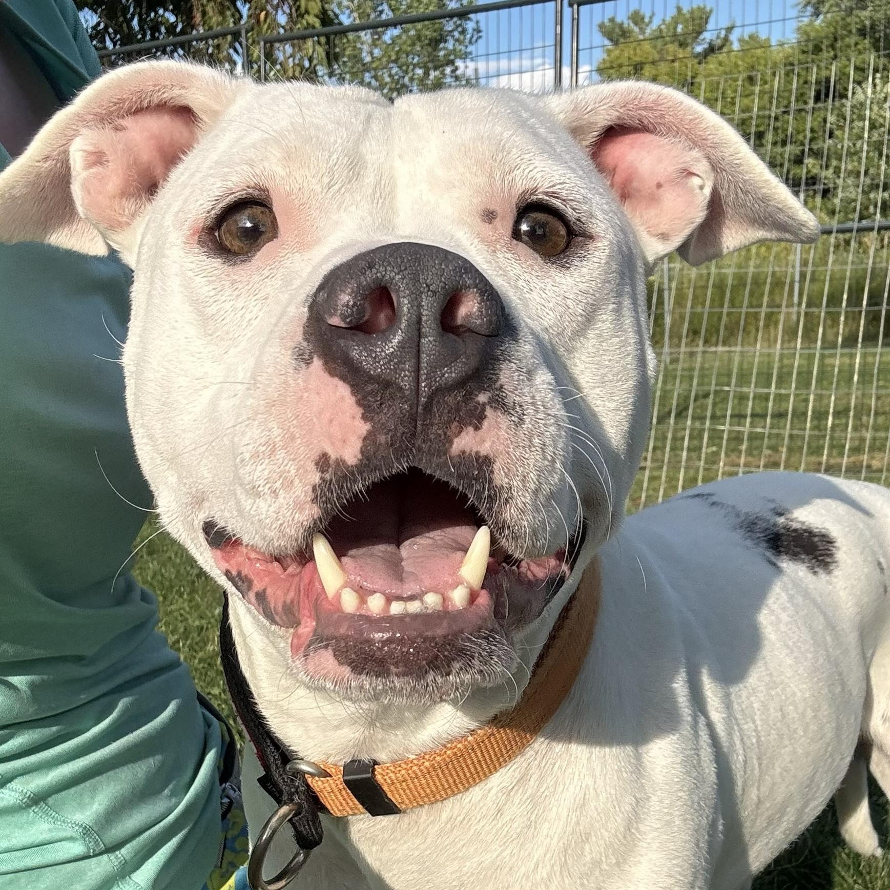 BB, Adoptable, Adult Female American Bully.