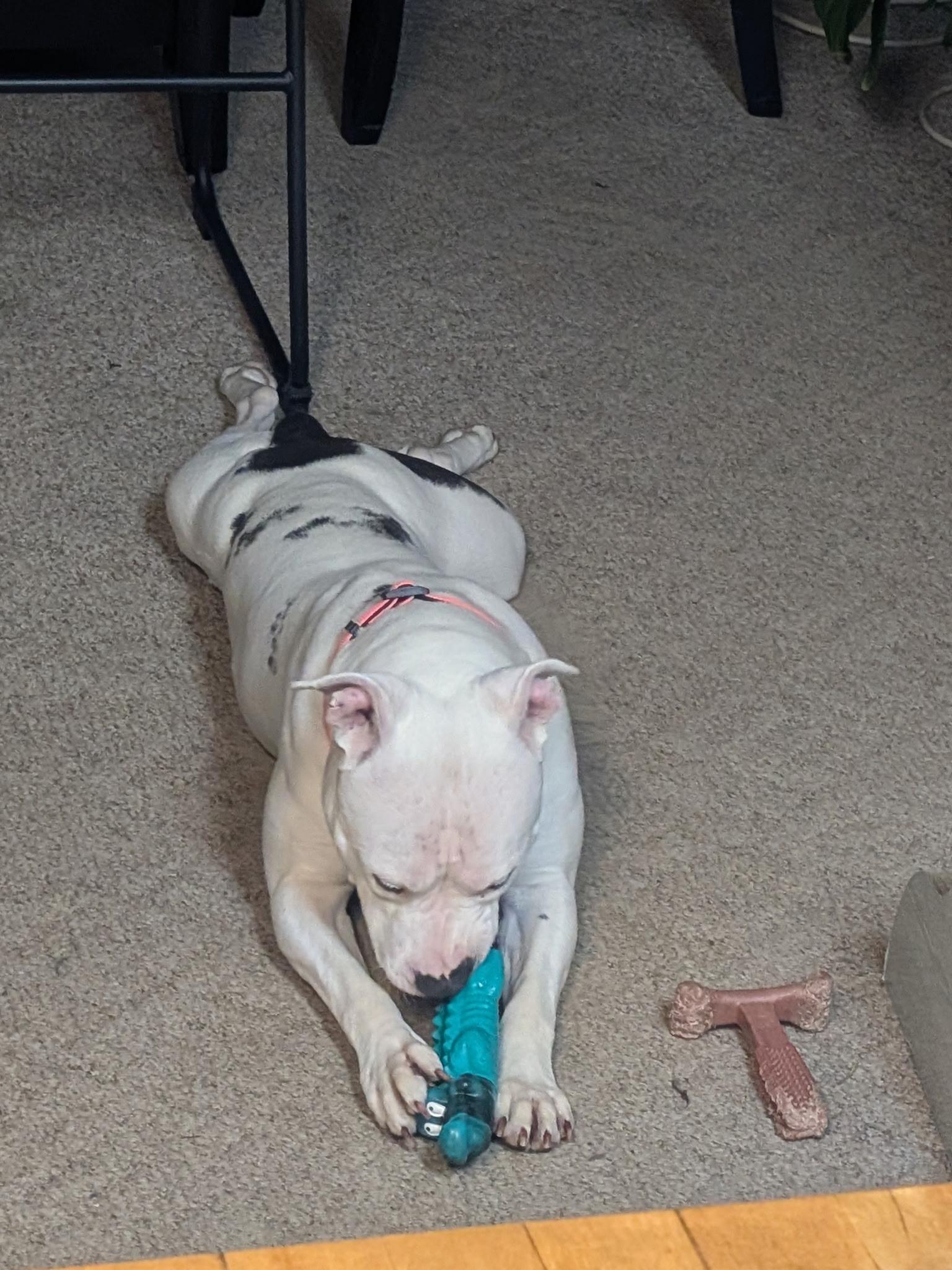 Enlarge BB, a Adoptable mixed breed in Hilton, NY image 5/6