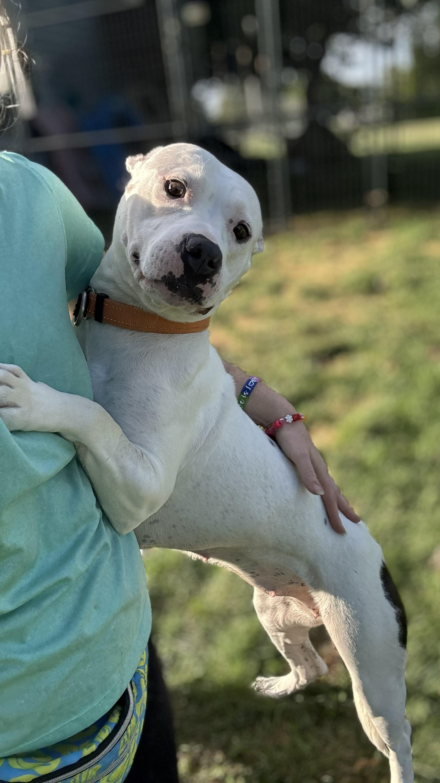 Enlarge BB, a Adoptable mixed breed in Hilton, NY image 3/6