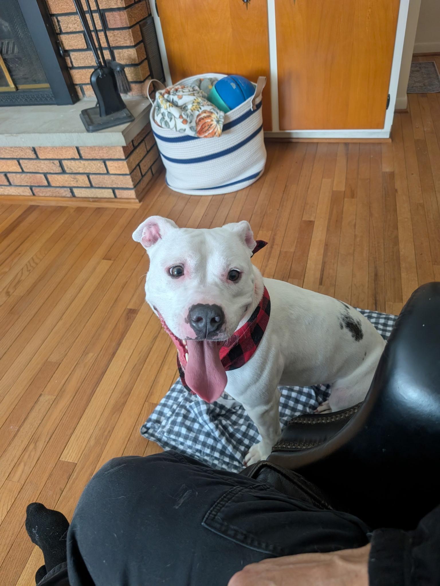 Enlarge BB, a Adoptable mixed breed in Hilton, NY image 2/6