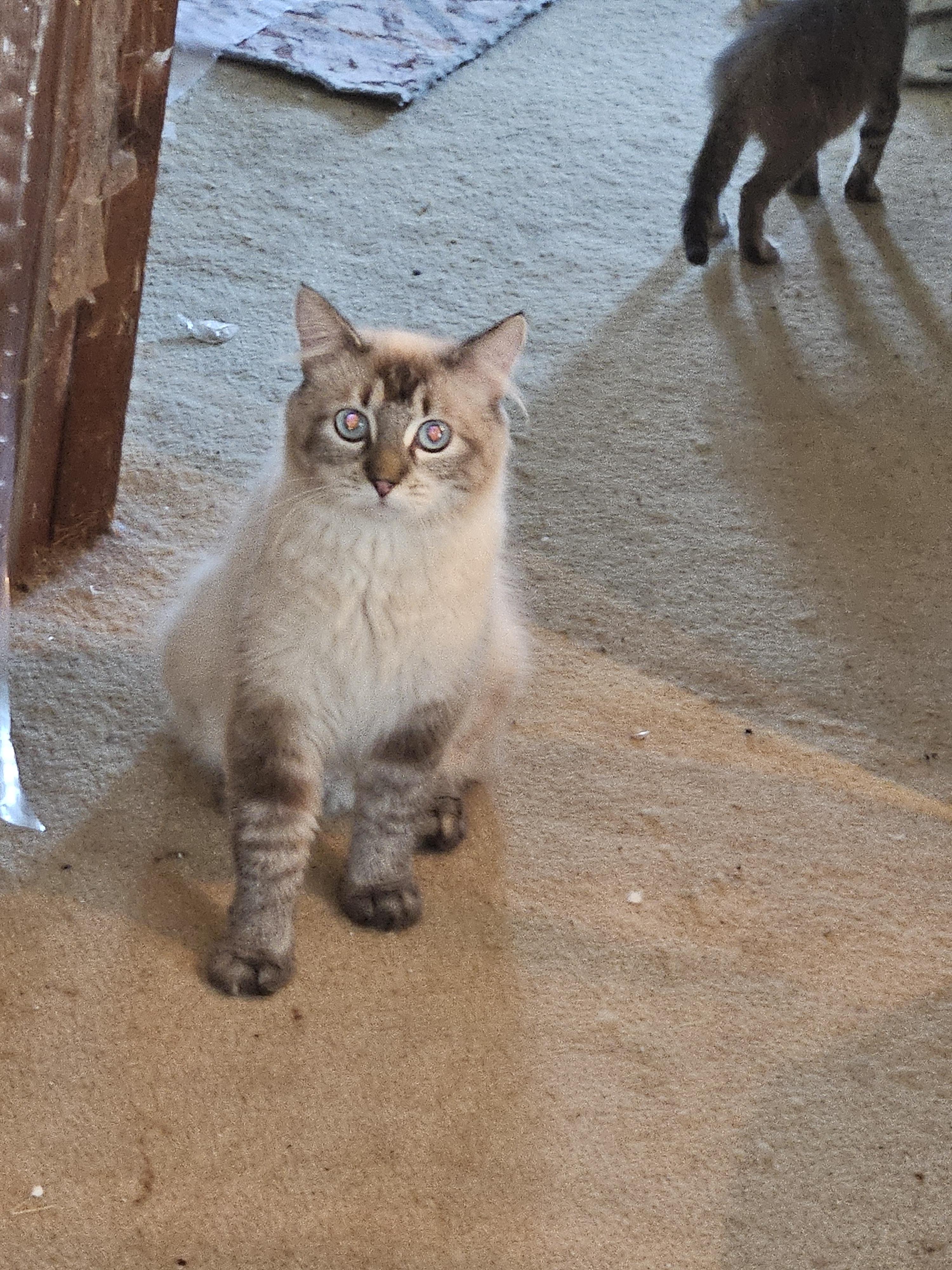 Heidi, an adoptable Himalayan in Mansfield, PA, 16933 | Photo Image 4
