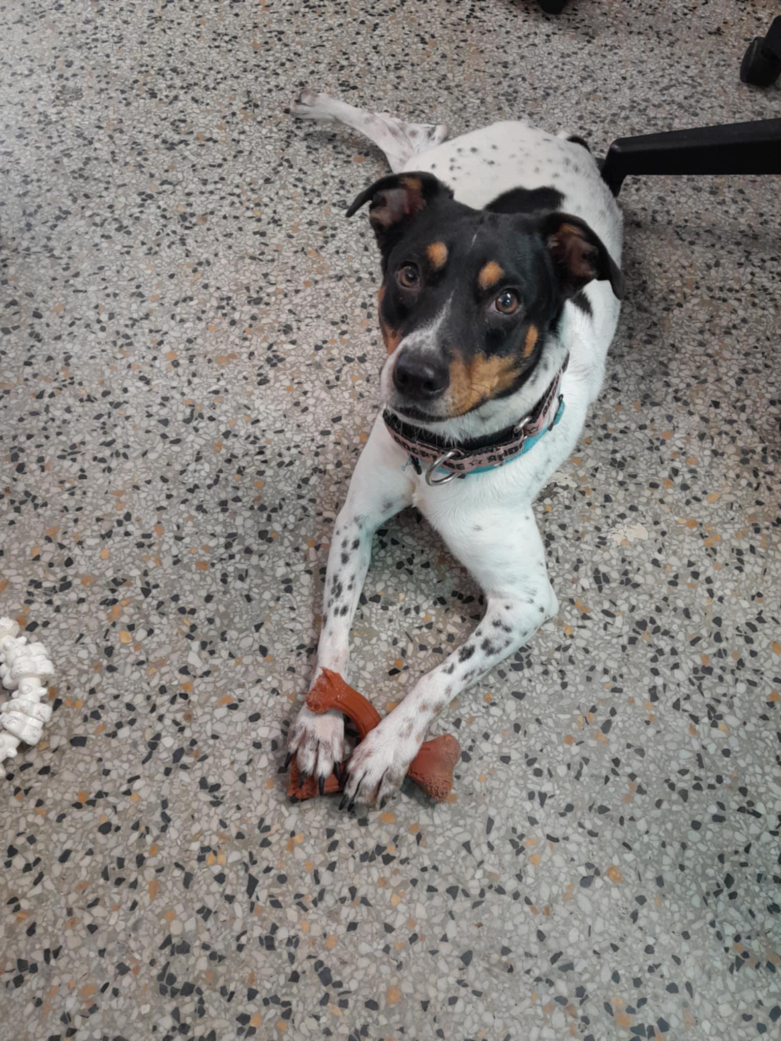 Maeve, Adoptable, Adult Female Rat Terrier & Cattle Dog.