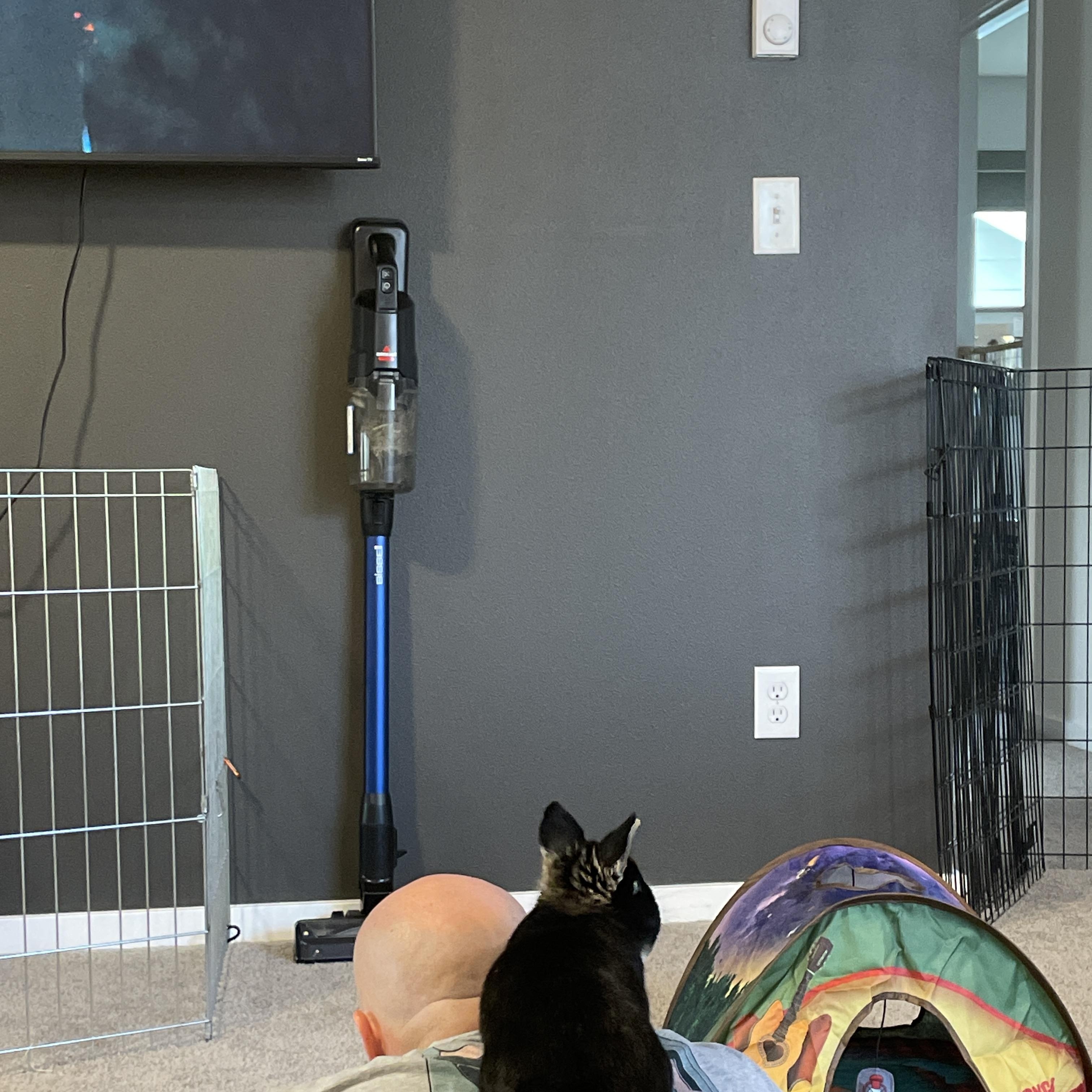 Louie, a ADOPTABLE Netherland Dwarf in Ferndale, WA image 4/4
