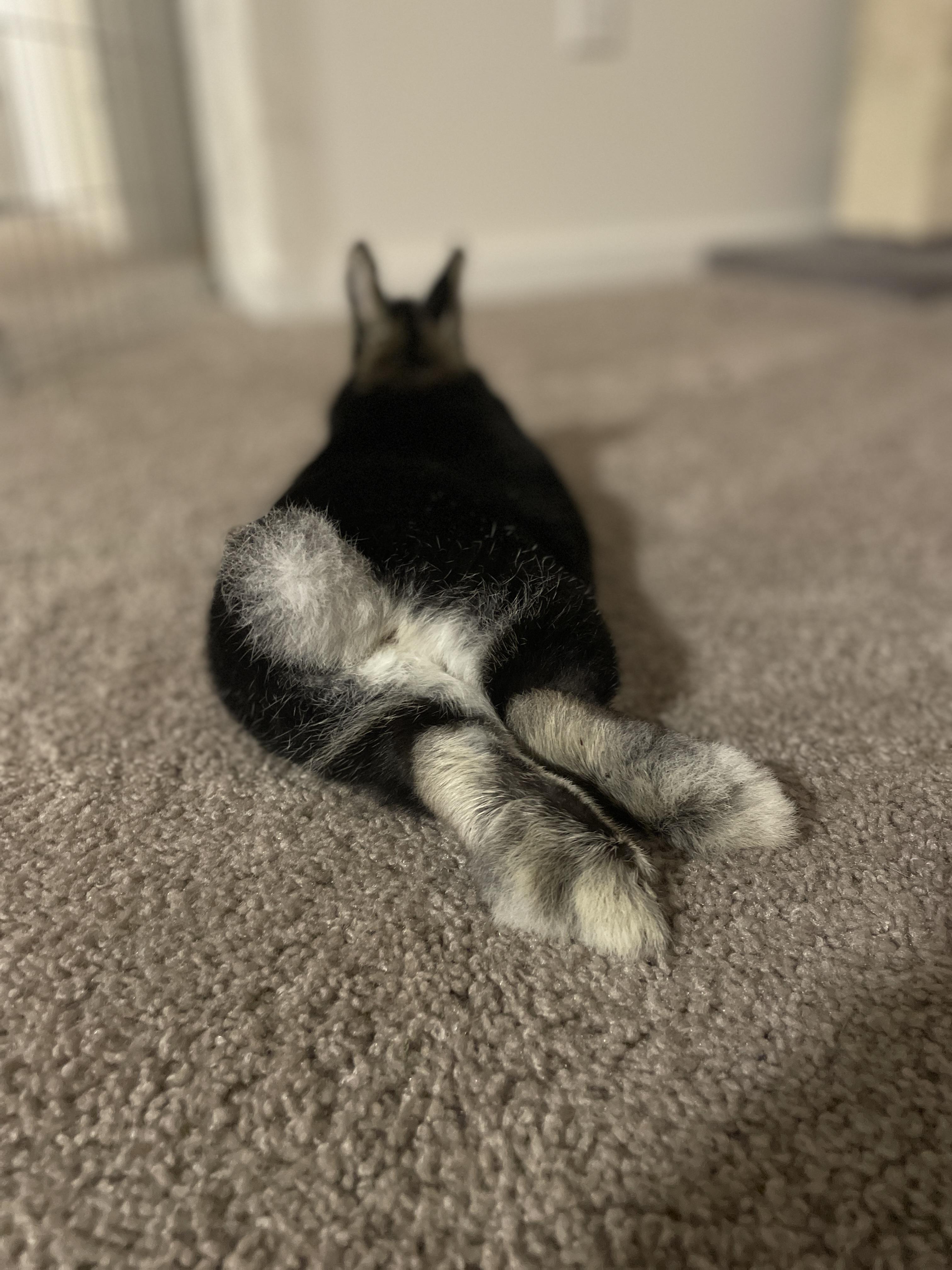 Louie, a ADOPTABLE Netherland Dwarf in Ferndale, WA image 2/4