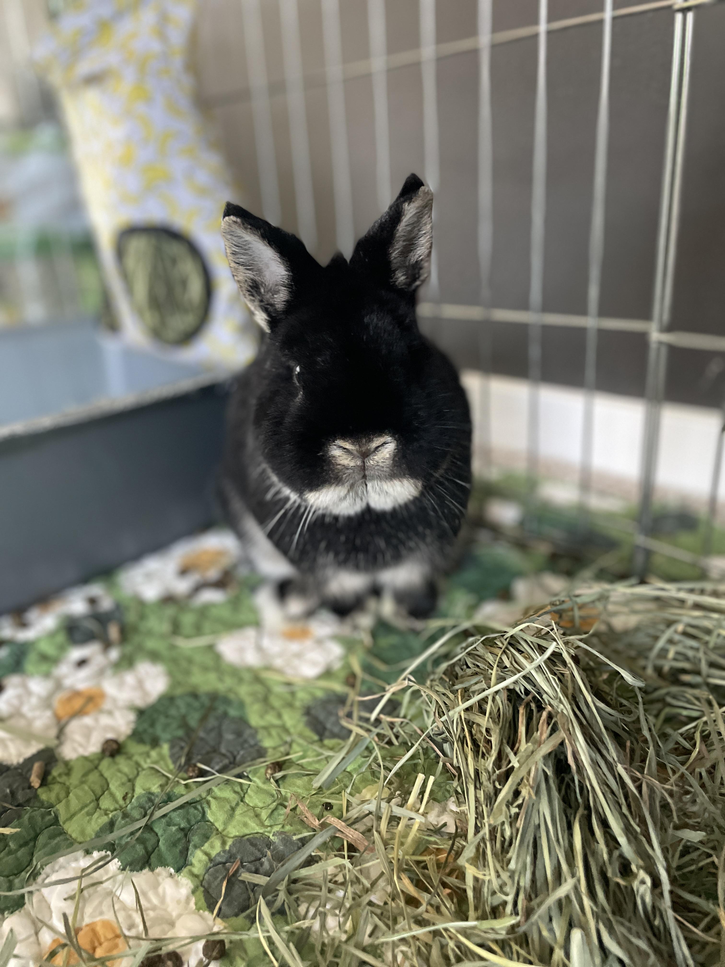 Louie, a ADOPTABLE Netherland Dwarf in Ferndale, WA image 1/4