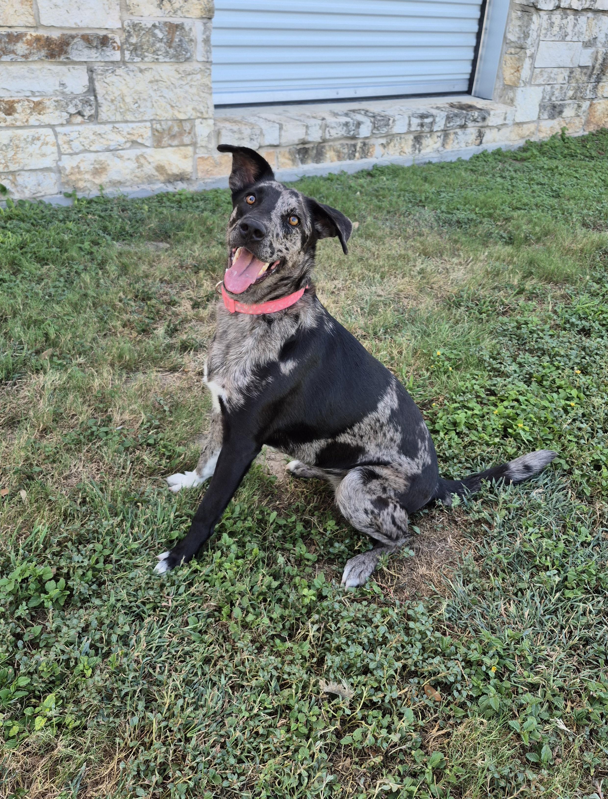 Dani Phantom, Adoptable, Adult Female Catahoula Leopard Dog.