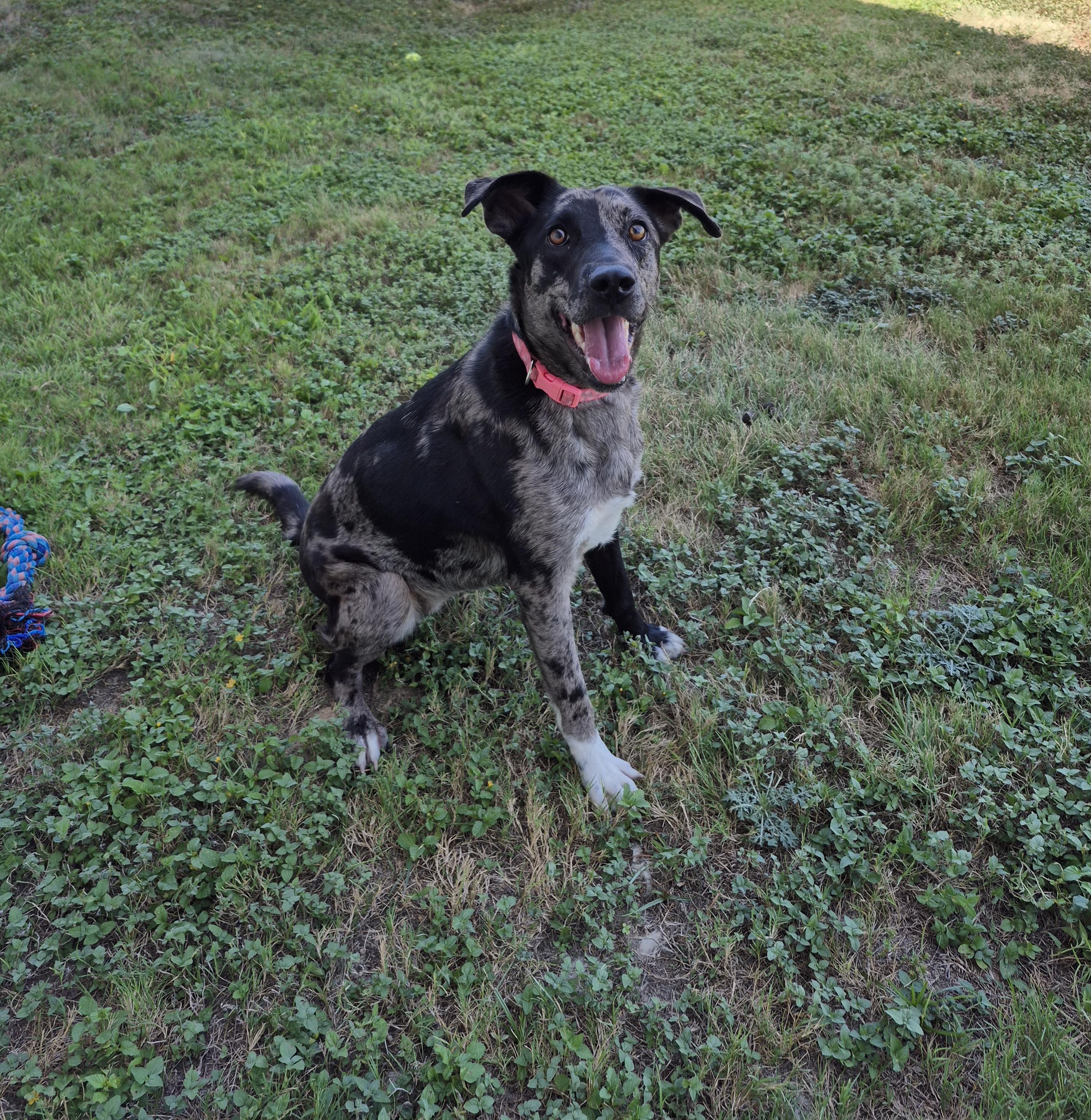 Enlarge Dani Phantom, a Adoptable mixed breed in Schertz, TX image 4/4
