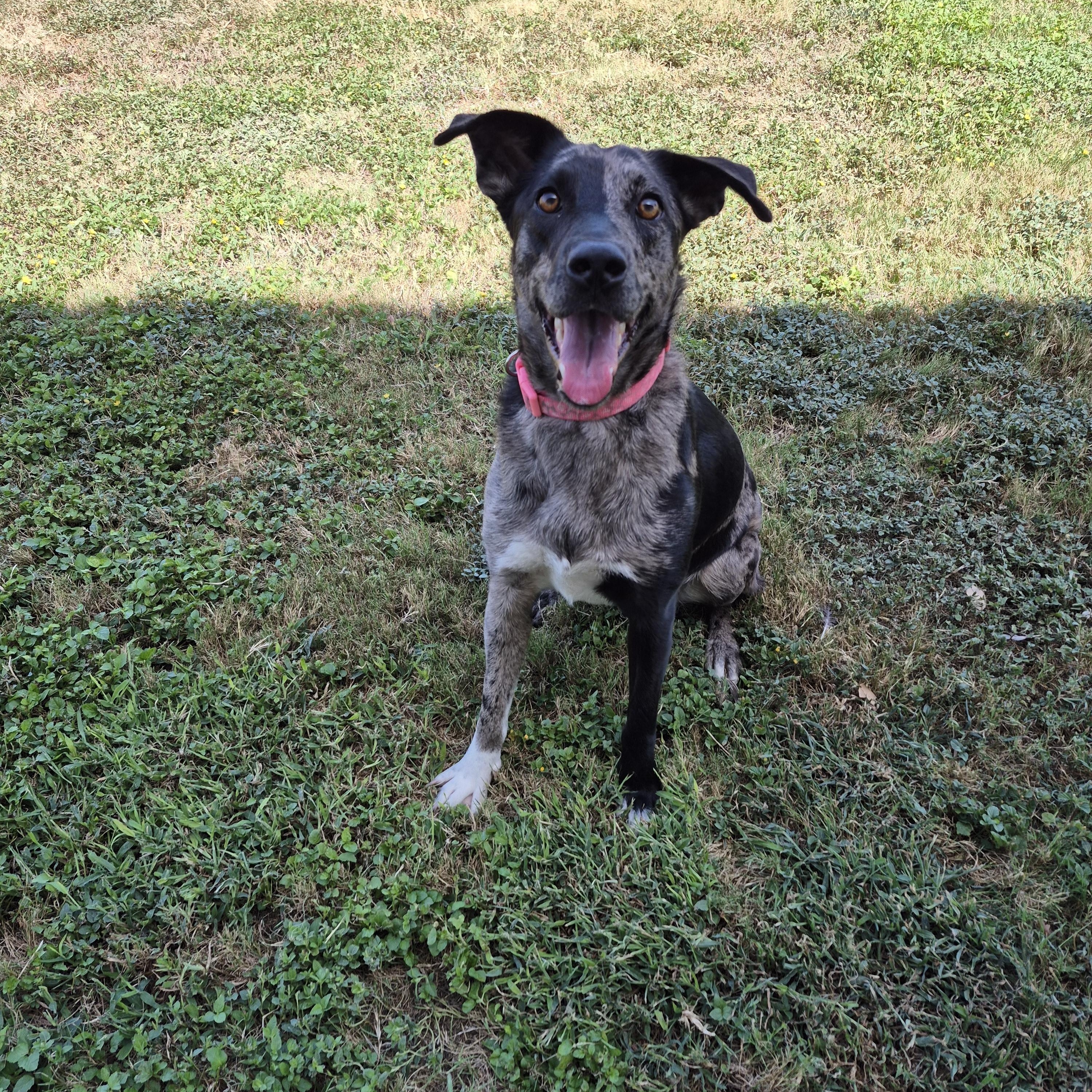 Enlarge Dani Phantom, a Adoptable mixed breed in Schertz, TX image 3/4